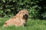 NORFOLK TERRIER 028